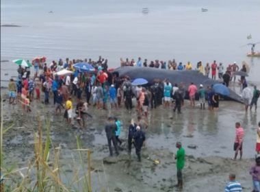 Prefeitura orienta moradores sobre aparições de animais marinhos nas praias