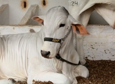 Feira: Exposição chega ao fim e gera R$ 1,5 milhão em negócios