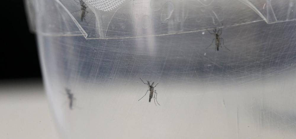 Casos de dengue aumentam sete vezes no Brasil em 2019