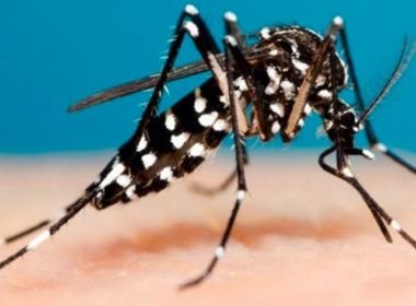 Bahia registra aumento de 671% de dengue entre janeiro e setembro