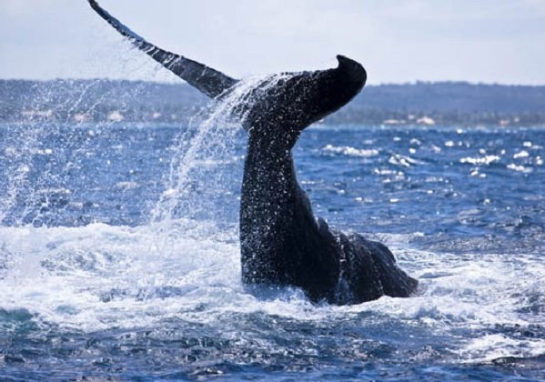 Cai em 5% o número de baleias jubarte encalhadas no estado