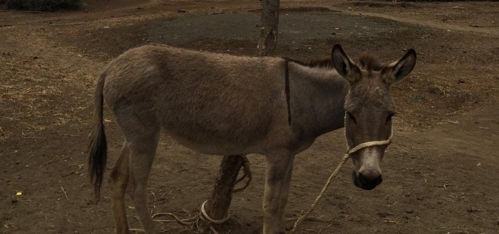 TRF suspende liminar da Justiça Federal que proibia abate de jumentos na Bahia