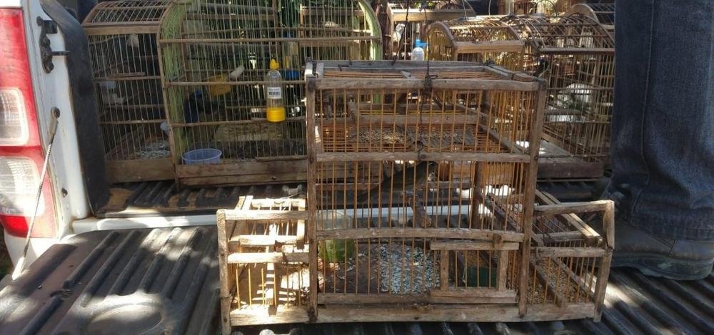 Pássaros silvestres são apreendidos em cativeiro irregular no sudoeste do estado