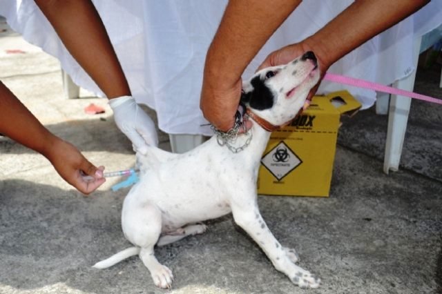 Campanha contra raiva é suspensa na Bahia após atraso de laboratório na entrega de vacinas