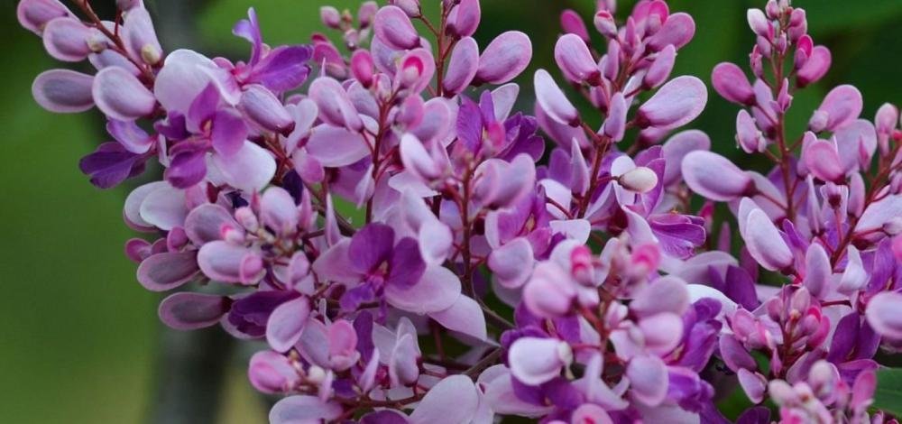 Nordeste deverá ter chuvas abaixo da média nesta Primavera