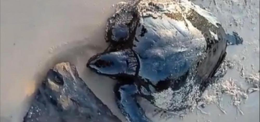 Mancha de óleo atinge litoral de oito estados no Nordeste; BA ainda não foi atingida