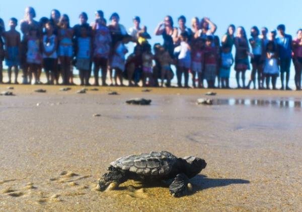 Tamar adia soltura de tartarugas após aparecimento das manchas de óleo no litoral