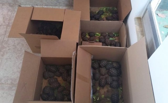 Operação resgata mais de 200 animais silvestres em cidades da Bahia