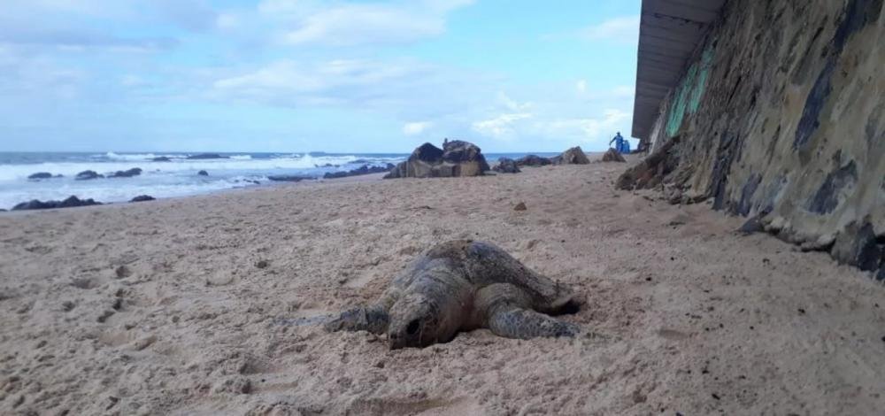 Tartaruga é encontrada morta na praia de Ondina