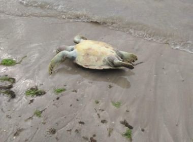 Vera Cruz: Tartarugas são achadas mortas e prefeitura pede ajuda