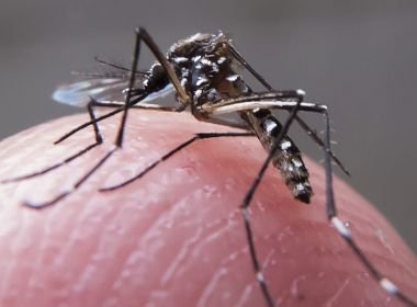 Casos de dengue na Bahia crescem 35%