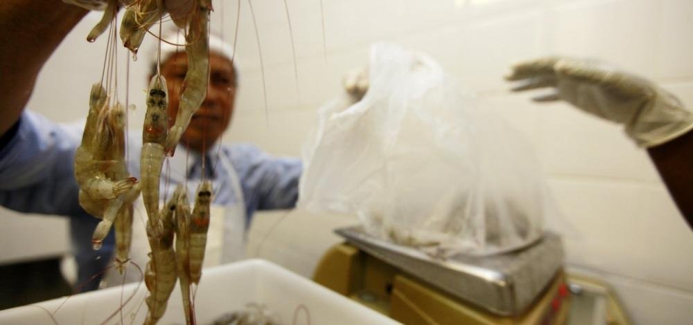 Pesquisadores da Ufba contestam liberação de pescado para consumo 