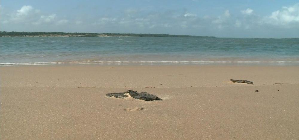 Duas praias baianas ainda têm resíduos de óleo, diz Marinha