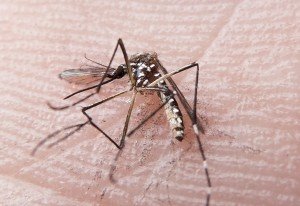 Bahia registra 80 mortes suspeitas por dengue em 2019