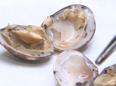 Pescados da Bahia absorveram óleo das praias, mas estão livres de contaminação