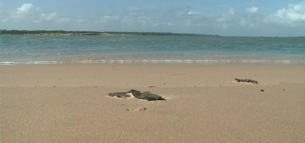Ufba: Número de animais vivos no litoral norte da Bahia reduziu em 65% após manchas de óleo