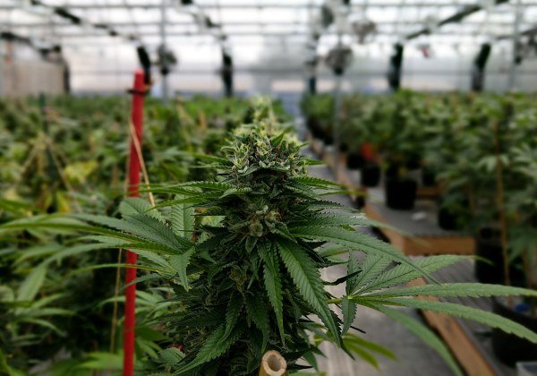 Anvisa aprova regulamentação e remédios à base de maconha serão vendidos em farmácias