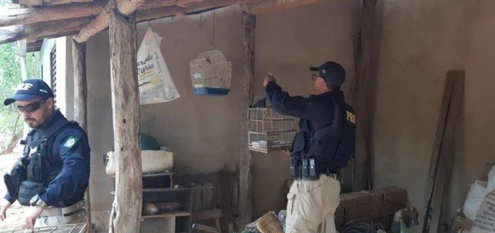 Mais de 300 animais silvestres são resgatados durante operação em 13 cidades na BA