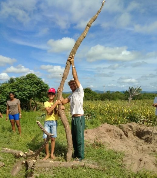 Aipim gigante surpreende agricultores do interior da Bahia