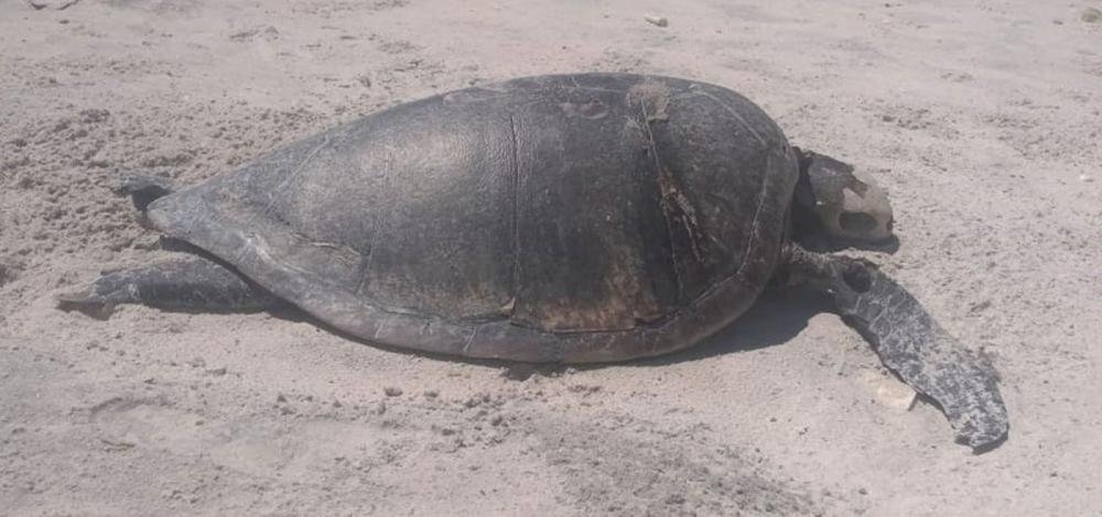Tartaruga é encontrada morta em Ilhéus; número de casos na região chega a 163