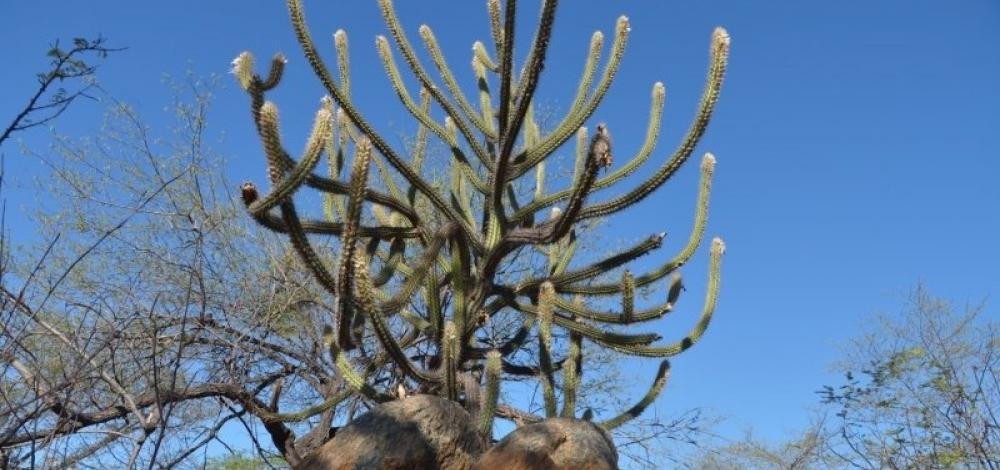 Governo reconhece situação de emergência em Ribeira do Pombal