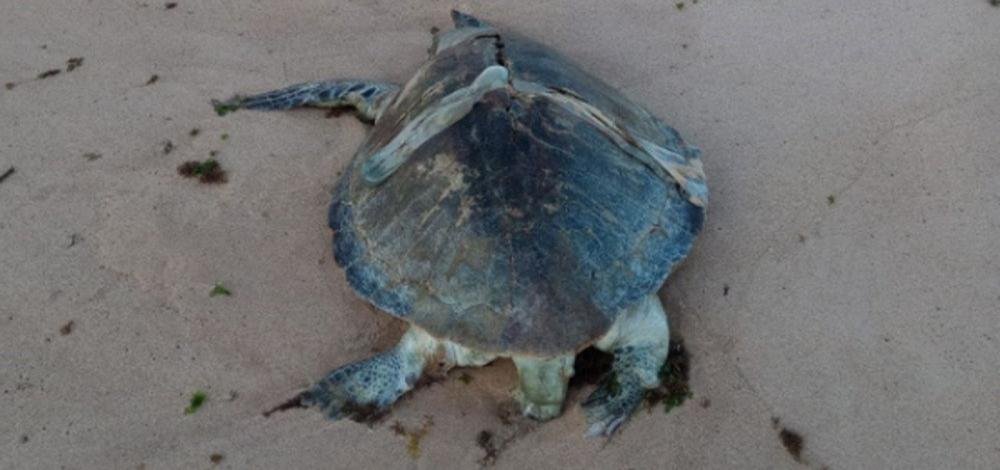 Tartaruga marinha é encontrada morta em praia de Salvador