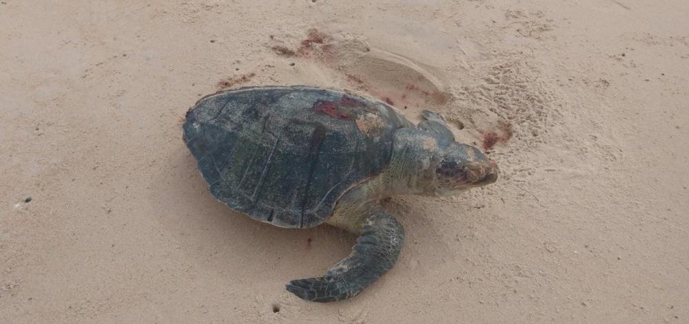 Tartarugas são encontradas mortas em praia de Guarajuba