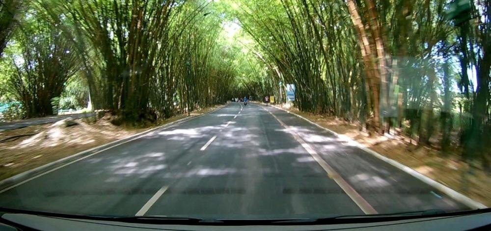 Prefeitura culpa 'fortes chuvas' por queda de bambuzal do Aeroporto
