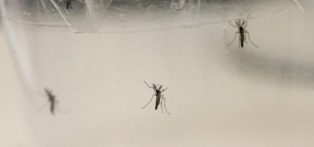 Salvador registra um aumento de 740% nos casos de chikungunya