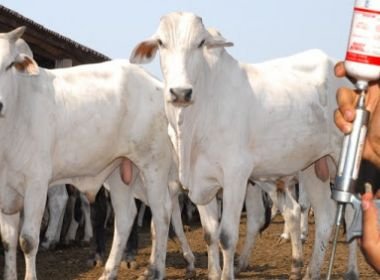 Bahia prorroga vacinação contra a febre aftosa até 30 de junho