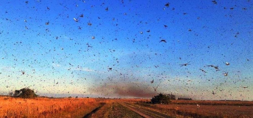 Chegada de nuvem de gafanhotos leva estado de emergência fitossanitária no RS e SC