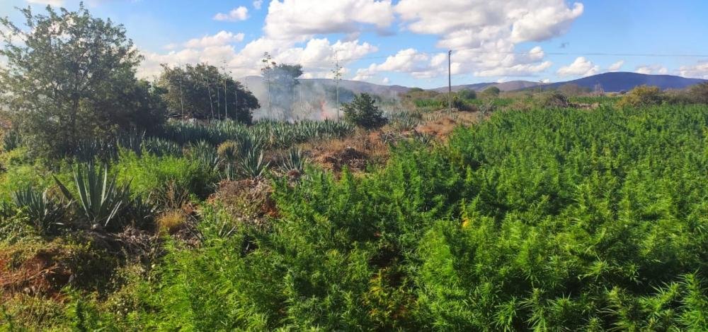 Em 24h, polícia encontra duas plantações com mais de 200 mil pés de maconha na Bahia