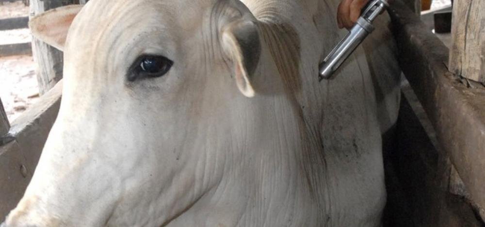 Vacinação contra Febre Aftosa na Bahia termina no dia 31 de maio