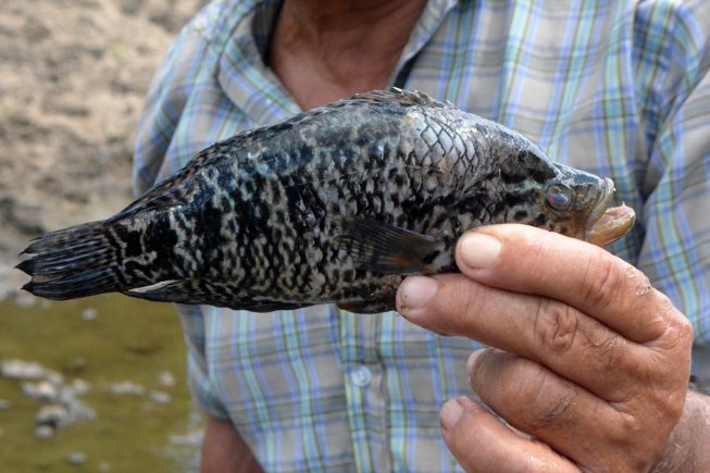 Espécie de peixe encontrada preocupa técnicos da Prefeitura