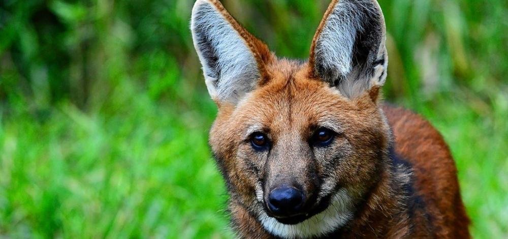 Nota de R$ 200 começa a circular nesta quarta, diz Banco Central