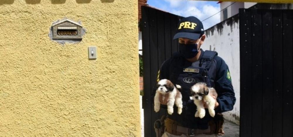 Justiça determina que 67 cães resgatados em porta-malas de carro fiquem com ONG