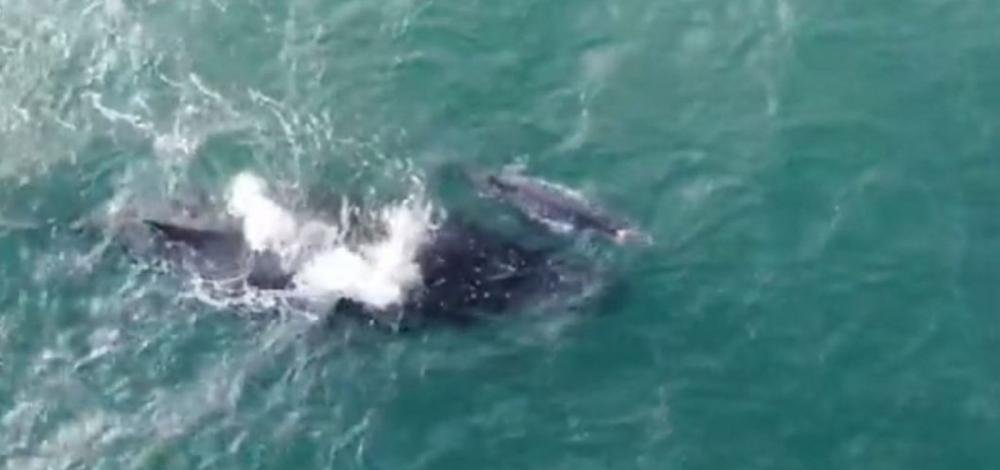 Baleia jubarte e filhote são vistos em mar de Barra Grande