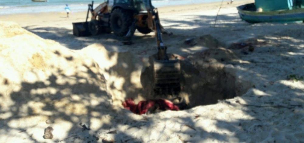 Filhote de jubarte é encontrado morto em Trancoso; Bahia tem maior número de encalhes do país