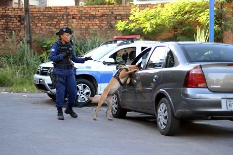 Grupamento de Operações com Cães da Guarda conta com 5 animais treinados