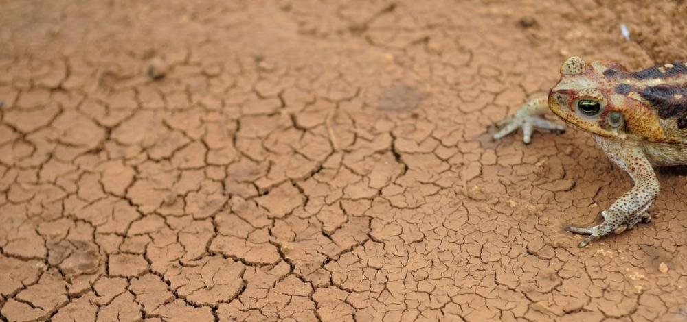 Governo da Bahia decreta situação de emergência a dois municípios em razão de estiagem