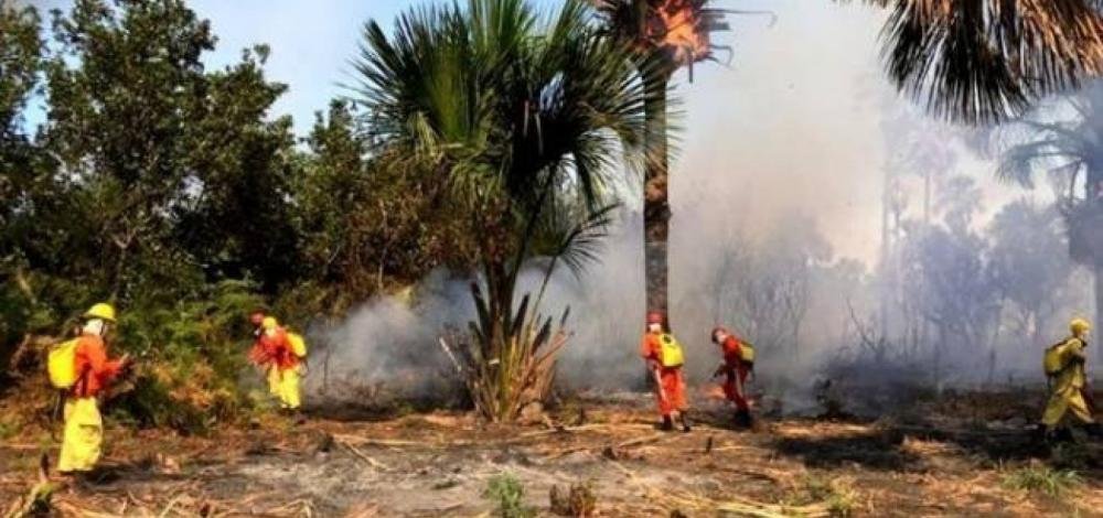 Incêndio no oeste da Bahia já destruiu mais de mil hectares de vegetação, estimam bombeiros