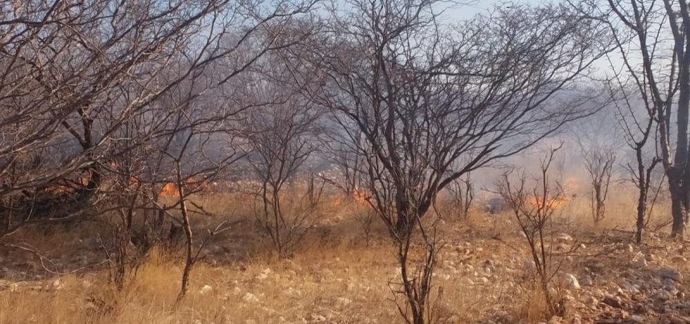 Incêndio destrói vegetação e mata animais em Sento Sé