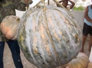 Feira: Agricultora colhe abóbora 'gigante' de 40 kg em roça de distrito