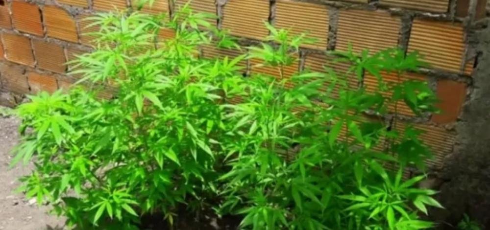 São Gonçalo dos Campos: mais de 60 pés de maconha são achados em quintal de casa
