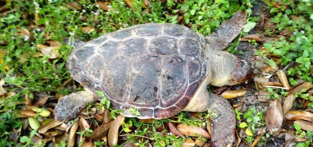 Dez tartarugas marinhas são encontradas mortas em praias do sul da Bahia no fim de semana