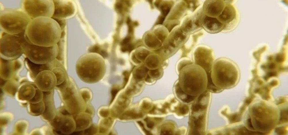 Surto de superfungo atinge Hospital da Bahia