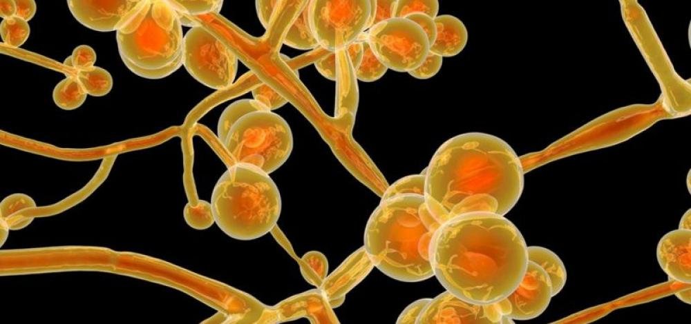 Candida auris: Hospital da Bahia diz que tem apenas cinco casos; Sesab fala em 11