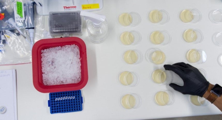 Pesquisa descobre moléculas com potencial para tratar tipo agressivo de câncer cerebral